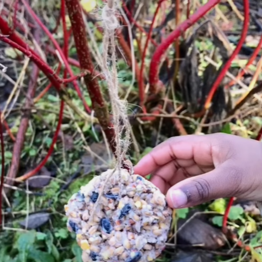 Preschool child hanging a birdfeeder