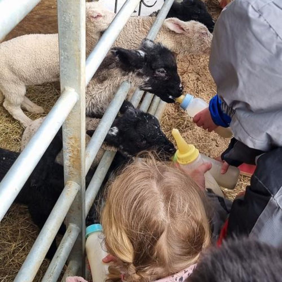 Children feeding bottles of milk to lambs on a trip to the farm